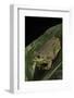 Hyla Gratiosa (Barking Treefrog)-Paul Starosta-Framed Photographic Print