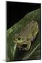 Hyla Gratiosa (Barking Treefrog)-Paul Starosta-Mounted Photographic Print