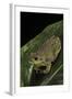 Hyla Gratiosa (Barking Treefrog)-Paul Starosta-Framed Photographic Print