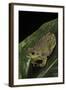 Hyla Gratiosa (Barking Treefrog)-Paul Starosta-Framed Photographic Print