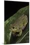 Hyla Gratiosa (Barking Treefrog)-Paul Starosta-Mounted Photographic Print