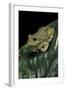 Hyla Gratiosa (Barking Treefrog)-Paul Starosta-Framed Photographic Print