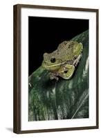 Hyla Gratiosa (Barking Treefrog)-Paul Starosta-Framed Photographic Print