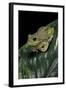 Hyla Gratiosa (Barking Treefrog)-Paul Starosta-Framed Photographic Print