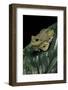 Hyla Gratiosa (Barking Treefrog)-Paul Starosta-Framed Photographic Print