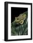 Hyla Gratiosa (Barking Treefrog)-Paul Starosta-Framed Photographic Print