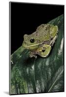 Hyla Gratiosa (Barking Treefrog)-Paul Starosta-Mounted Photographic Print