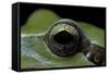 Hyla Meridionalis (Mediterranean Tree Frog) - Eye-Paul Starosta-Framed Stretched Canvas