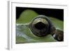 Hyla Meridionalis (Mediterranean Tree Frog) - Eye-Paul Starosta-Framed Photographic Print