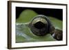 Hyla Meridionalis (Mediterranean Tree Frog) - Eye-Paul Starosta-Framed Photographic Print