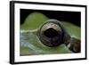 Hyla Meridionalis (Mediterranean Tree Frog) - Eye-Paul Starosta-Framed Photographic Print