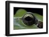 Hyla Meridionalis (Mediterranean Tree Frog) - Eye-Paul Starosta-Framed Photographic Print