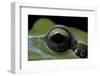Hyla Meridionalis (Mediterranean Tree Frog) - Eye-Paul Starosta-Framed Photographic Print