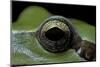 Hyla Meridionalis (Mediterranean Tree Frog) - Eye-Paul Starosta-Mounted Photographic Print
