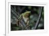 Hyla Meridionalis (Mediterranean Tree Frog) - in a Tree-Paul Starosta-Framed Premium Photographic Print