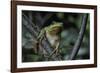 Hyla Meridionalis (Mediterranean Tree Frog) - in a Tree-Paul Starosta-Framed Premium Photographic Print