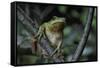 Hyla Meridionalis (Mediterranean Tree Frog) - in a Tree-Paul Starosta-Framed Stretched Canvas