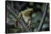 Hyla Meridionalis (Mediterranean Tree Frog) - in a Tree-Paul Starosta-Stretched Canvas