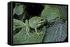 Hyla Meridionalis (Mediterranean Tree Frog) - in a Tree-Paul Starosta-Framed Stretched Canvas