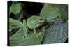 Hyla Meridionalis (Mediterranean Tree Frog) - in a Tree-Paul Starosta-Stretched Canvas