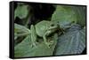 Hyla Meridionalis (Mediterranean Tree Frog) - in a Tree-Paul Starosta-Framed Stretched Canvas