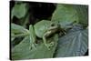 Hyla Meridionalis (Mediterranean Tree Frog) - in a Tree-Paul Starosta-Stretched Canvas