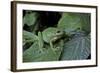 Hyla Meridionalis (Mediterranean Tree Frog) - in a Tree-Paul Starosta-Framed Photographic Print