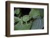 Hyla Meridionalis (Mediterranean Tree Frog) - in a Tree-Paul Starosta-Framed Photographic Print