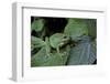 Hyla Meridionalis (Mediterranean Tree Frog) - in a Tree-Paul Starosta-Framed Photographic Print