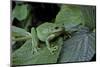 Hyla Meridionalis (Mediterranean Tree Frog) - in a Tree-Paul Starosta-Mounted Photographic Print