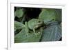 Hyla Meridionalis (Mediterranean Tree Frog) - in a Tree-Paul Starosta-Framed Photographic Print