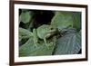 Hyla Meridionalis (Mediterranean Tree Frog) - in a Tree-Paul Starosta-Framed Photographic Print