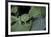 Hyla Meridionalis (Mediterranean Tree Frog) - in a Tree-Paul Starosta-Framed Photographic Print