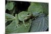 Hyla Meridionalis (Mediterranean Tree Frog) - in a Tree-Paul Starosta-Mounted Photographic Print