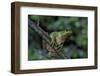 Hyla Meridionalis (Mediterranean Tree Frog) - in a Tree-Paul Starosta-Framed Photographic Print