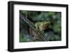 Hyla Meridionalis (Mediterranean Tree Frog) - in a Tree-Paul Starosta-Framed Photographic Print