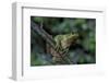 Hyla Meridionalis (Mediterranean Tree Frog) - in a Tree-Paul Starosta-Framed Photographic Print