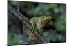 Hyla Meridionalis (Mediterranean Tree Frog) - in a Tree-Paul Starosta-Mounted Photographic Print