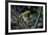 Hyla Meridionalis (Mediterranean Tree Frog) - in a Tree-Paul Starosta-Framed Photographic Print