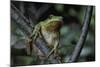 Hyla Meridionalis (Mediterranean Tree Frog) - in a Tree-Paul Starosta-Mounted Photographic Print