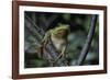 Hyla Meridionalis (Mediterranean Tree Frog) - in a Tree-Paul Starosta-Framed Photographic Print