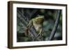 Hyla Meridionalis (Mediterranean Tree Frog) - in a Tree-Paul Starosta-Framed Photographic Print