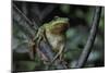 Hyla Meridionalis (Mediterranean Tree Frog) - in a Tree-Paul Starosta-Mounted Photographic Print