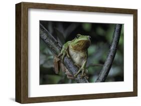 Hyla Meridionalis (Mediterranean Tree Frog) - in a Tree-Paul Starosta-Framed Photographic Print