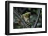 Hyla Meridionalis (Mediterranean Tree Frog) - in a Tree-Paul Starosta-Framed Photographic Print