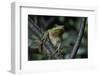 Hyla Meridionalis (Mediterranean Tree Frog) - in a Tree-Paul Starosta-Framed Photographic Print