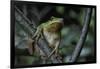 Hyla Meridionalis (Mediterranean Tree Frog) - in a Tree-Paul Starosta-Framed Photographic Print
