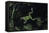 Hyla Meridionalis (Mediterranean Tree Frog) - in Water-Paul Starosta-Framed Stretched Canvas