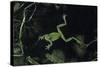 Hyla Meridionalis (Mediterranean Tree Frog) - in Water-Paul Starosta-Stretched Canvas