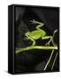 Hyla Meridionalis (Mediterranean Tree Frog) - in Water-Paul Starosta-Framed Stretched Canvas